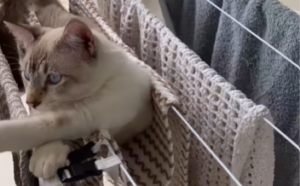 Gato transforma varal em rede de descanso e vira atração: ‘tá boa a vida?’