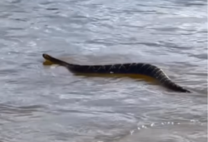 Cobra cascavel é flagrada atravessando o Rio Araguaia e habilidade impressiona
