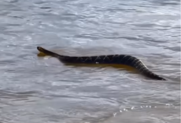 Imagem destacada do post: Cobra cascavel é flagrada atravessando o Rio Araguaia e habilidade impressiona