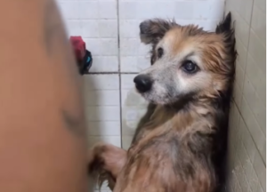 Cãozinho idoso entra em modo ‘spa’ e tutor canta para alegra-lo no banho