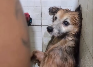 Imagem destacada do post: Cãozinho idoso entra em modo ‘spa’ e tutor canta para alegra-lo no banho