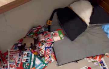 Imagem destacada do post: Cachorro destrói álbum da Copa do Mundo e tutora fica sem reação; veja vídeo