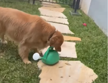 Cachorro ‘rouba’ regador novo do condomínio e tutora enlouquece; veja vídeo