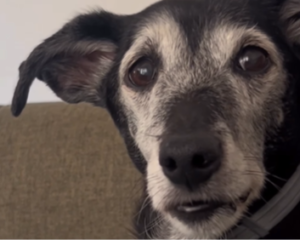 Cachorra idosa fica ‘chocada’ ao descobrir que é adotada e vídeo encanta web