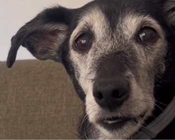 Imagem destacada do post: Cachorra idosa fica ‘chocada’ ao descobrir que é adotada e vídeo encanta web