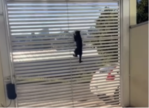 Gato é flagrado escalando portão para fugir e vídeo viraliza; veja