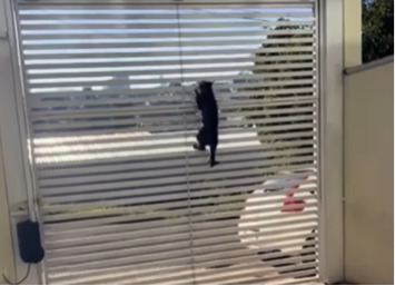 Imagem destacada do post: Gato é flagrado escalando portão para fugir e vídeo viraliza; veja