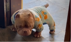 Cachorro senta igual humano pra pedir café da manhã e cena viraliza; veja