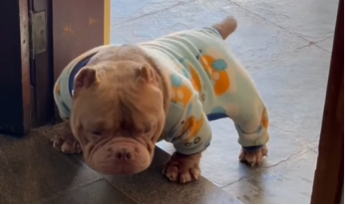 Imagem destacada do post: Cachorro senta igual humano pra pedir café da manhã e cena viraliza; veja