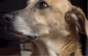 Reação de cachorro em churrasco viraliza: “quando tenho que ir pela carne”