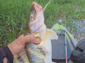 Homem mostra peixe gigante capturado por esposa e diz: “É por isso que não levo”