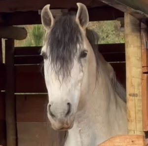 Tutora pergunta se cavalo quer ração e gesto do animal diverte web; veja vídeo