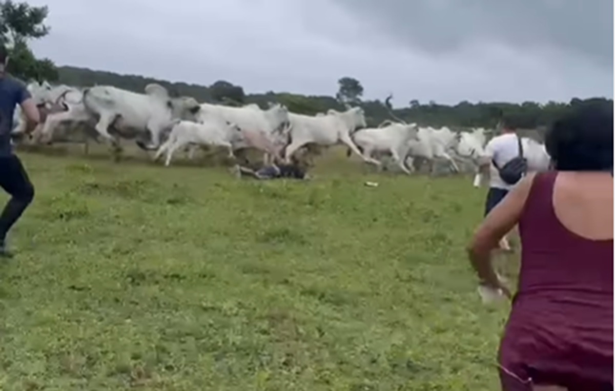 Grupo leva susto após boiada surgir durante trilha no interior; veja vídeo