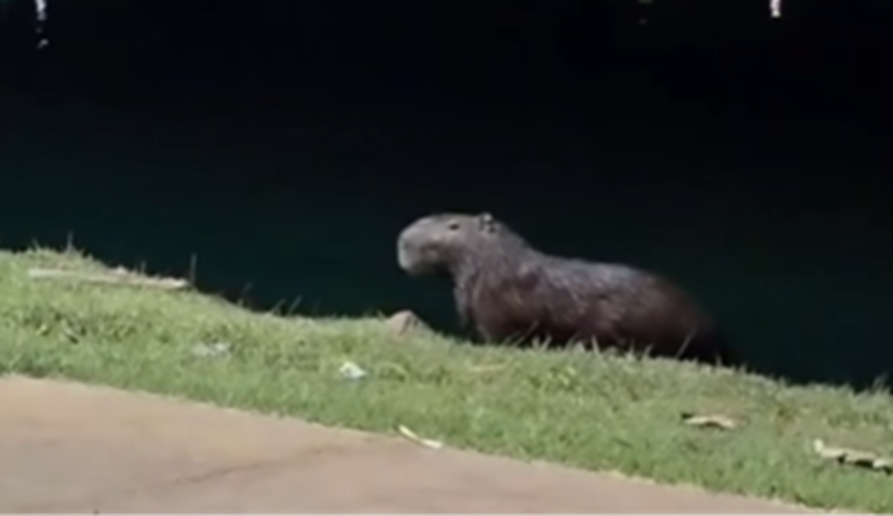 Capivara encanta moradora ao aparecer no Lago Municipal de Cristianópolis; veja vídeo