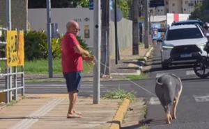Homem viraliza na web ao ser flagrado passeando com porco na coleira; veja vídeo