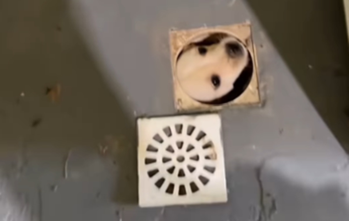 Imagem destacada do post: Cachorrinha tenta se esconder e acaba presa no ralo; veja vídeo