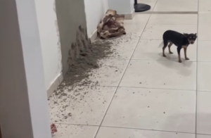 Pedreiro perde o serviço todo pra cachorrinha ‘ajudante’ e vídeo viraliza na internet