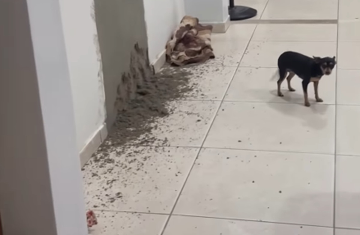 Imagem destacada do post: Pedreiro perde o serviço todo pra cachorrinha ‘ajudante’ e vídeo viraliza na internet