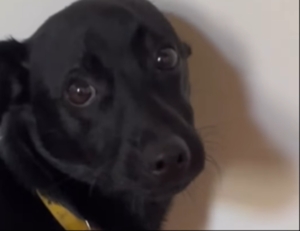 Cachorrinho é pego no flagra após destruir controle da TV e ainda volta pra terminar