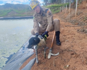 Cachorro é resgatado após cair em represa de frigorífico em Pires do Rio [vídeo]