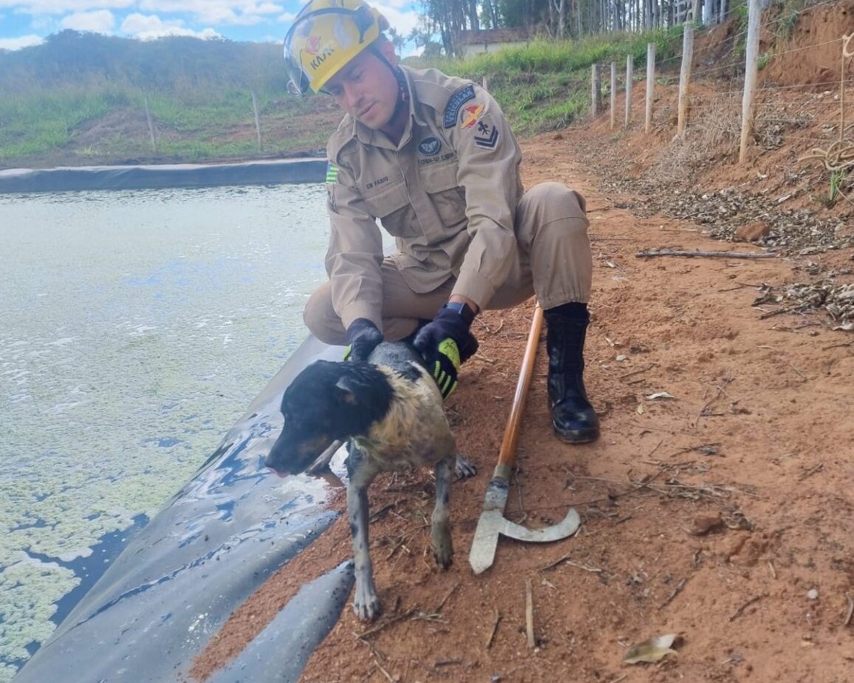 Cachorro é resgatado após cair em represa de frigorífico em Pires do Rio [vídeo]