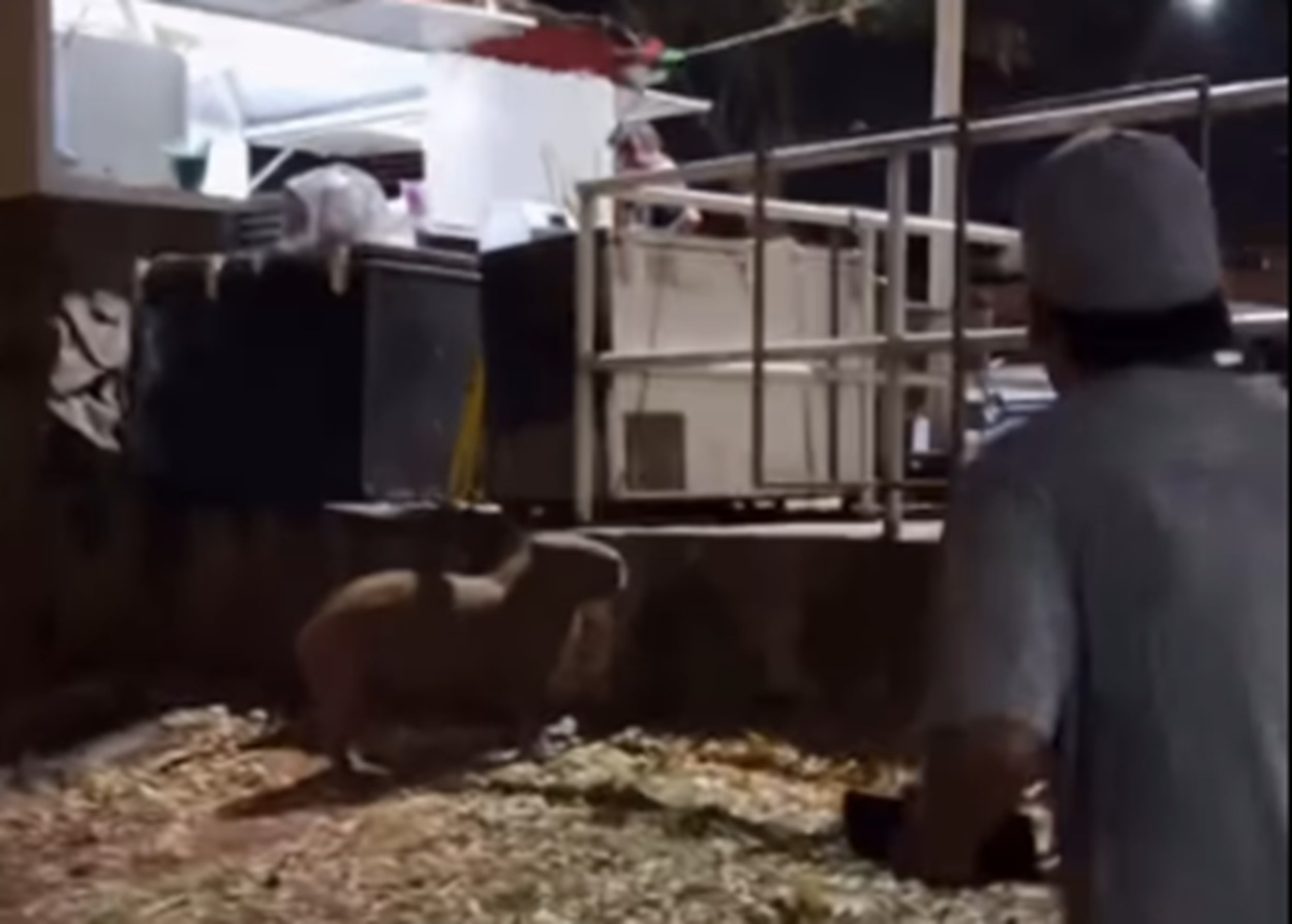 Imagem destacada do post: Colombiano vê capivara pela primeira vez e reação diverte amigo: ‘capivarita’