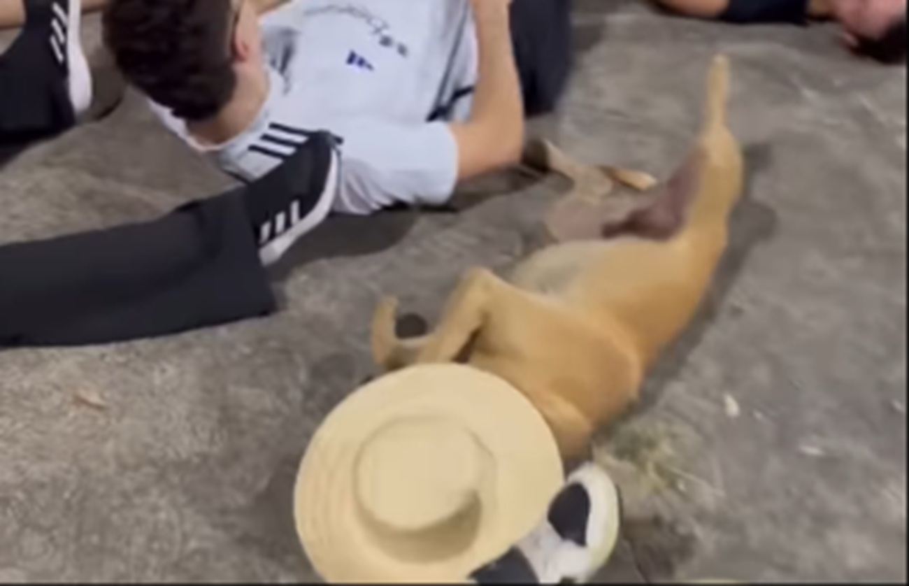Imagem destacada do post: Caramelo viraliza ao completar coreografia de São João em passo de quadrilha