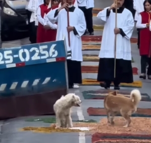 Caramelos brincam sobre tapetes de Corpus Christi e vídeo invade a internet