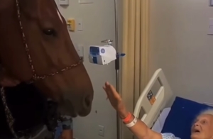 VÍDEO: Cavalaria da PM promove ação em hospital de Aparecida e encanta