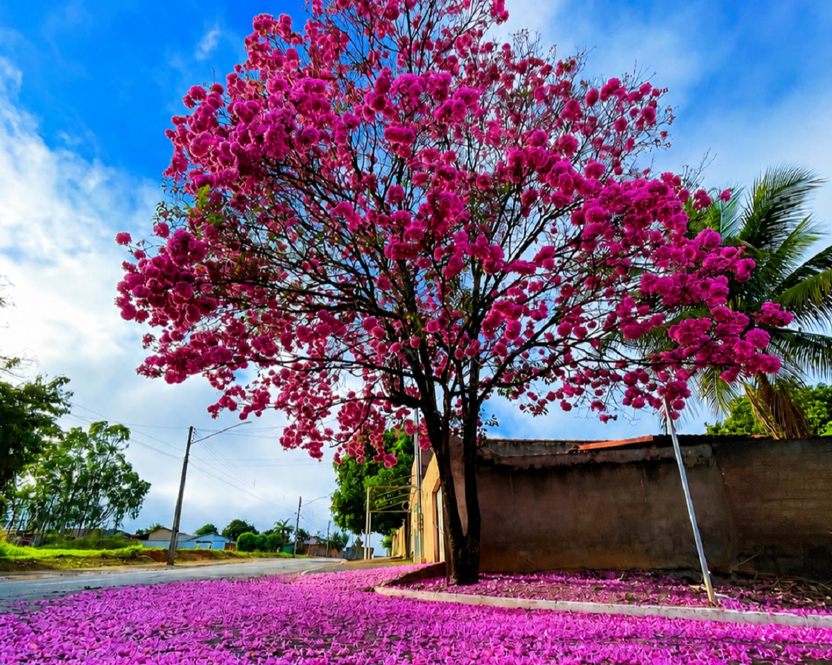 Floração dos ipês começa a colorir o Cerrado em Goiás; saiba como é a temporada