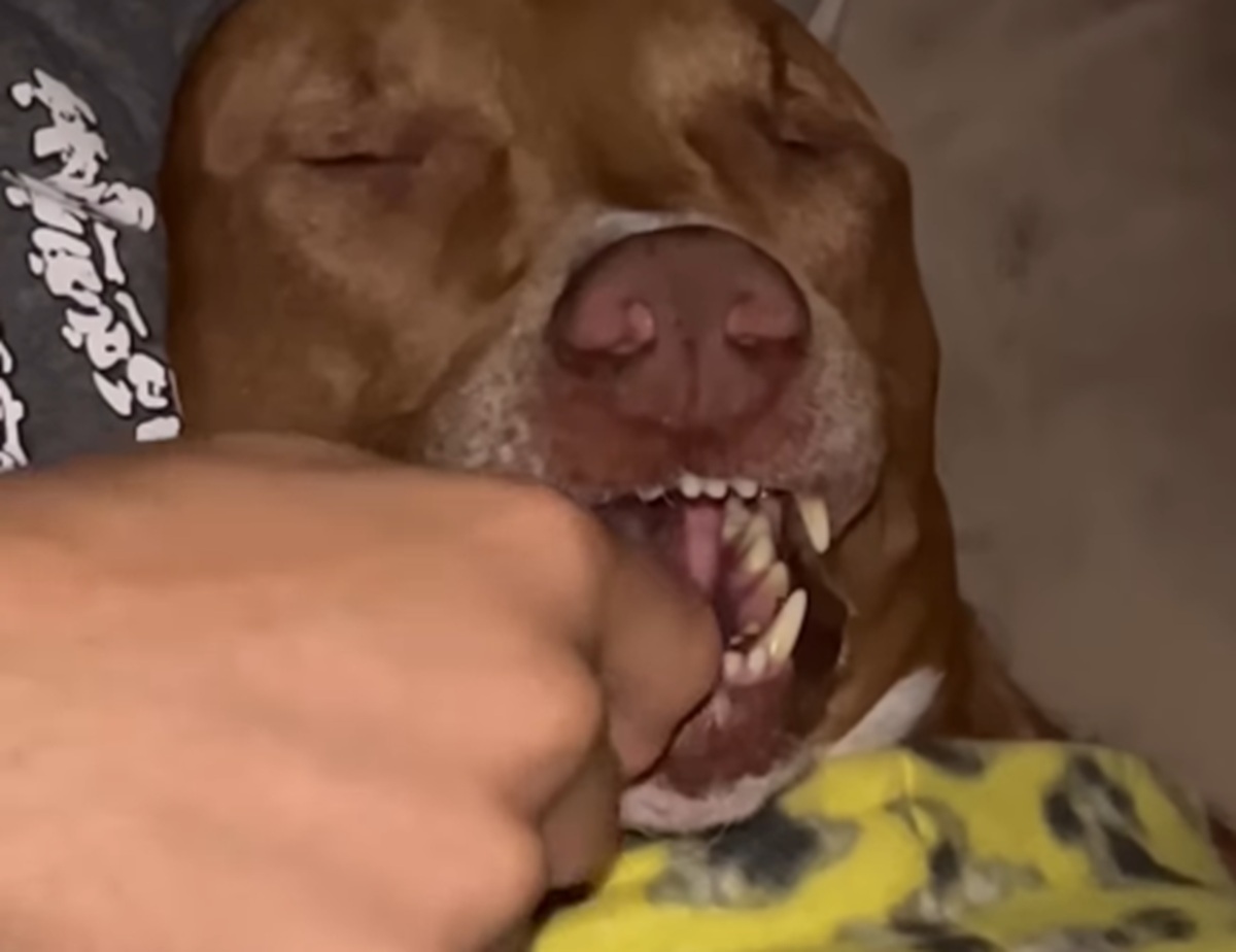 Imagem destacada do post: Pitbull entra em modo super soneca profunda e conquista a internet; veja vídeo