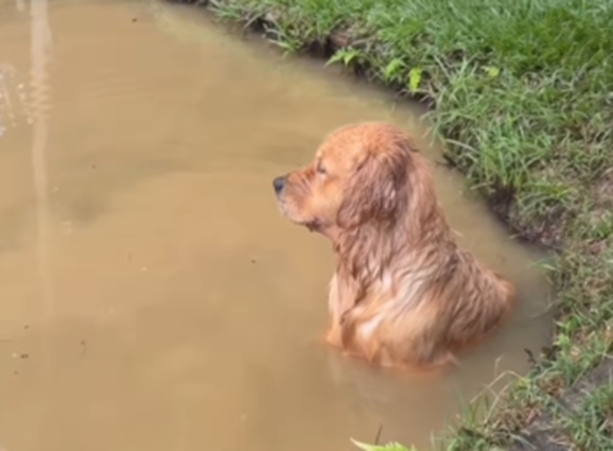 Cachorra ignora tutora pra ficar em tanque de peixes no interior de Goiás; veja vídeo