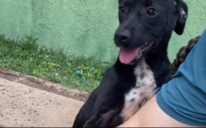 Cachorrinha segue casal por 7 km de corrida e ganha novo lar: ‘essa aqui farmou aura’
