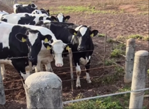 Vaca come pimenta na fazenda e reação viraliza na web: ‘tô acreditando, não’