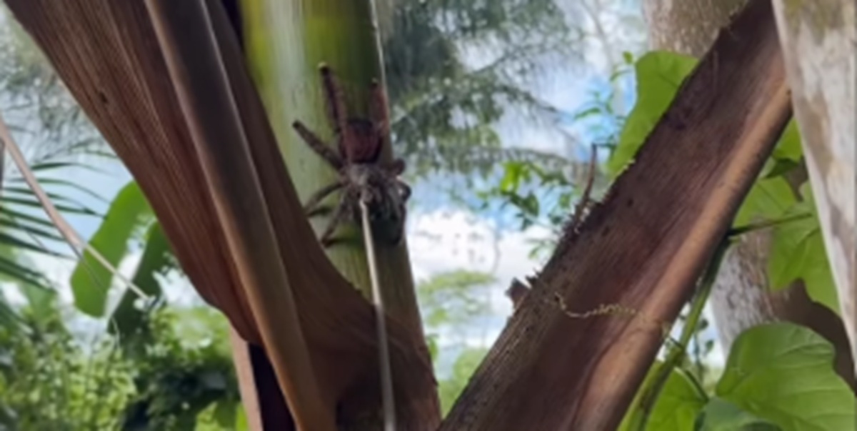 Imagem destacada do post: Flagrante raro! Caranguejeira é filmada capturando cobra em reserva ambiental