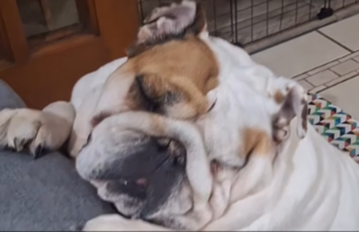 Imagem destacada do post: Bulldog inglesa dorme sentada e cena conquista a internet [vídeo]