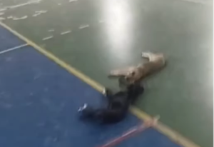 Jovem tenta fazer amizade com cães e acaba sendo expulso da quadra [vídeo]
