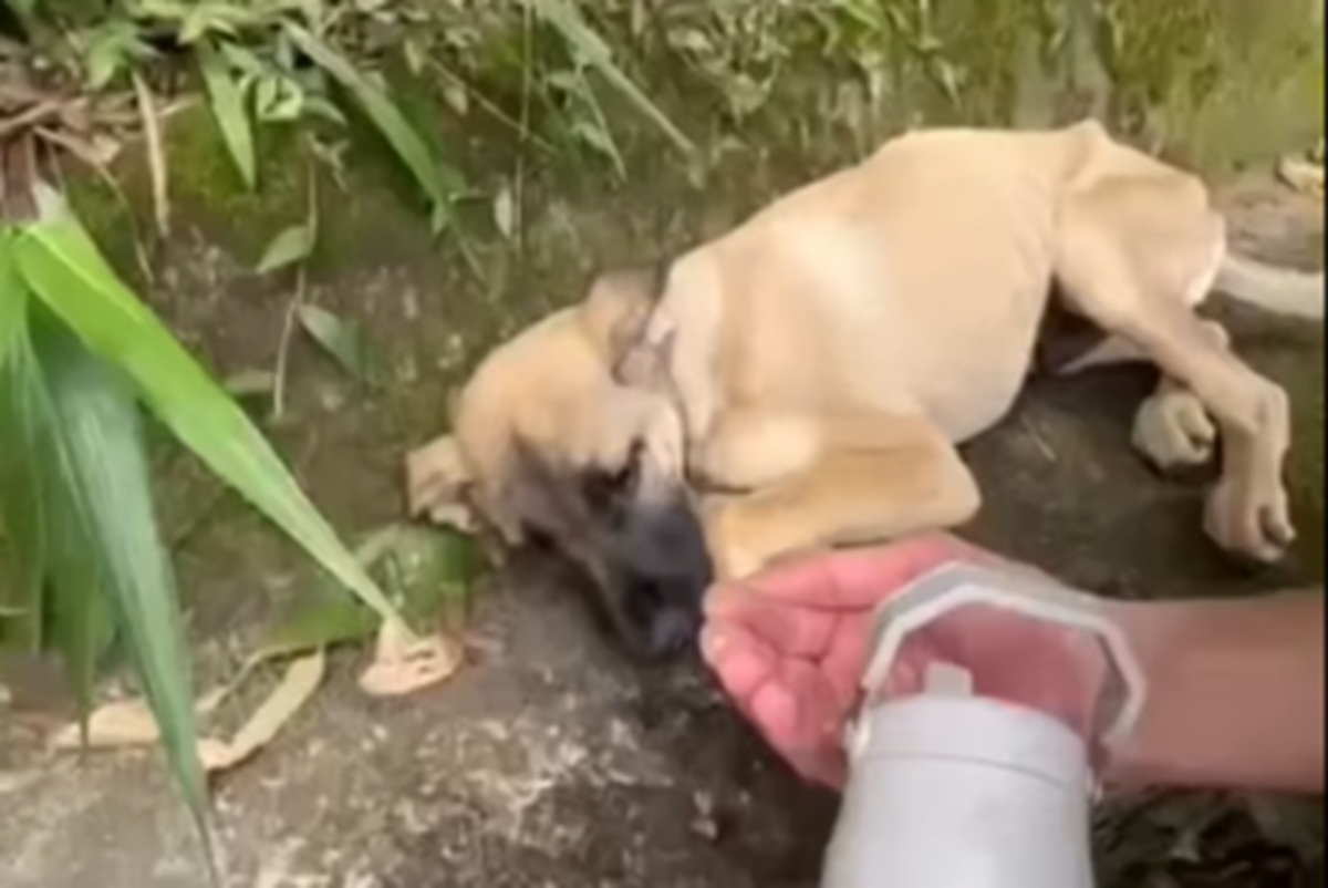 VÍDEO: Jovem mostra recuperação emocionante de cachorro após resgate: ‘Nosso grande Hope!’
