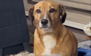 Tutora mostra talento inusitado do cachorro que imita passarinho; veja vídeo