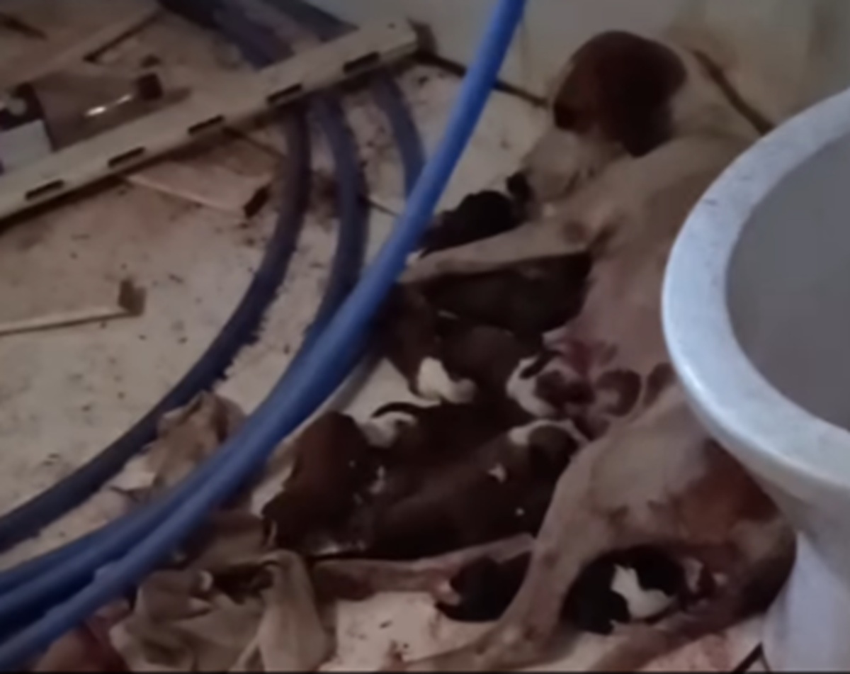 Imagem destacada do post: Homem mostra antes e depois de cachorra parir mais de 10 filhotes; veja vídeo