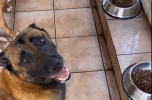 Cães precisam esperar ‘amém’ pra comer e reação divertida chama atenção