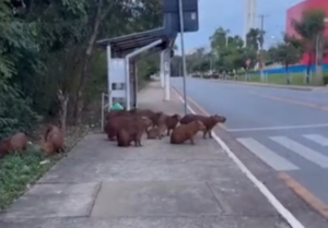 Grupo de capivaras atravessam faixa de pedestre e diverte web; veja vídeo
