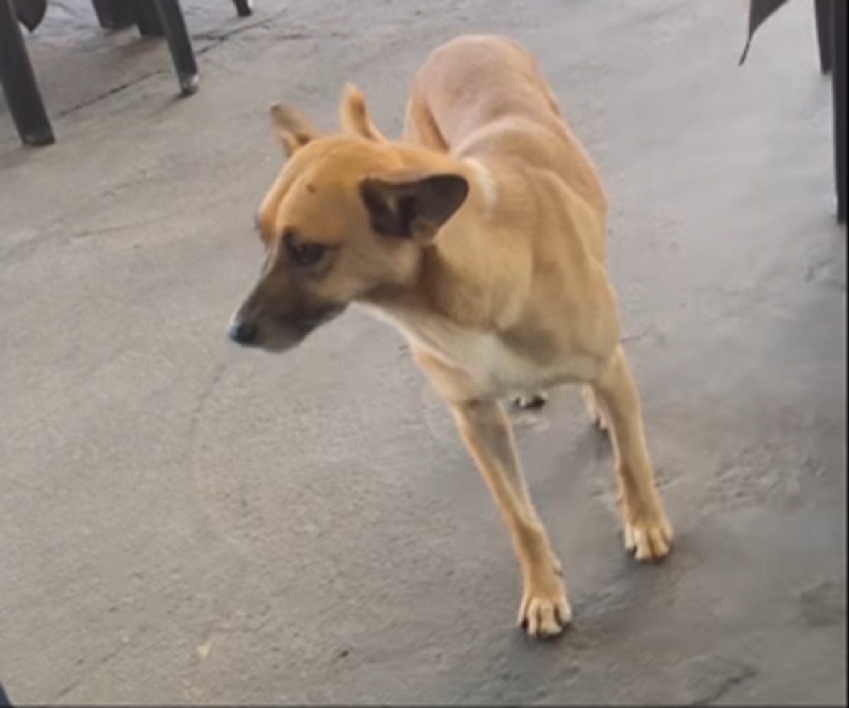 Cachorra ‘caramela’ que ‘vibrou’ com gol do Brasil na Copa reaparece nas redes sociais; veja vídeo