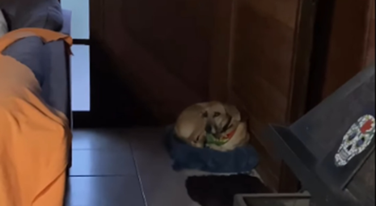 Imagem destacada do post: Caramelo assiste a bronca de longe enquanto almofada leva toda a culpa [vídeo]