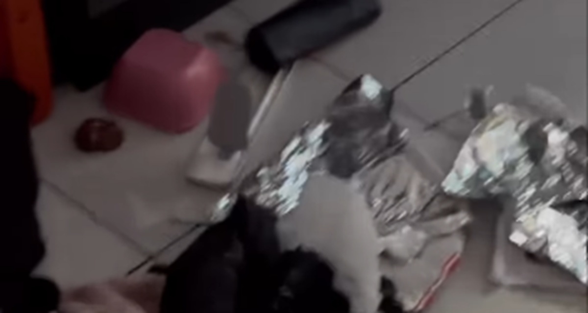 Imagem destacada do post: Mulher mostra casa destruída por cachorro e reação diverte web: ‘pouca coisa’