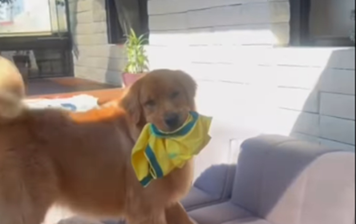 Imagem destacada do post: Cachorro foge com camisa autografada e tutora entra em pânico; veja vídeo
