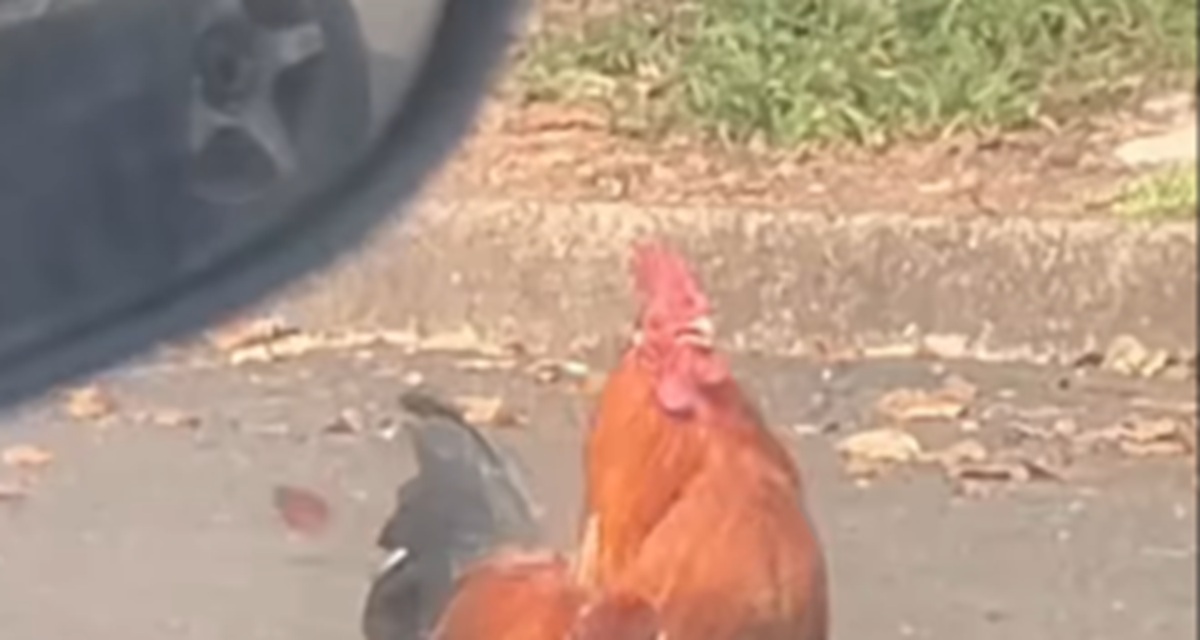 Coisas de interior: Motorista vê galo correndo do nada, até que o inesperado vem