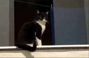 Gatinho fecha a janela após pedido da tutora e surpreende web; veja vídeo