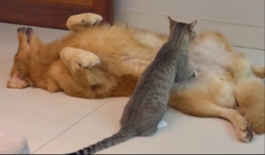 Gatinha de rua faz ‘massagem’ em cachorro e cena diverte a internet