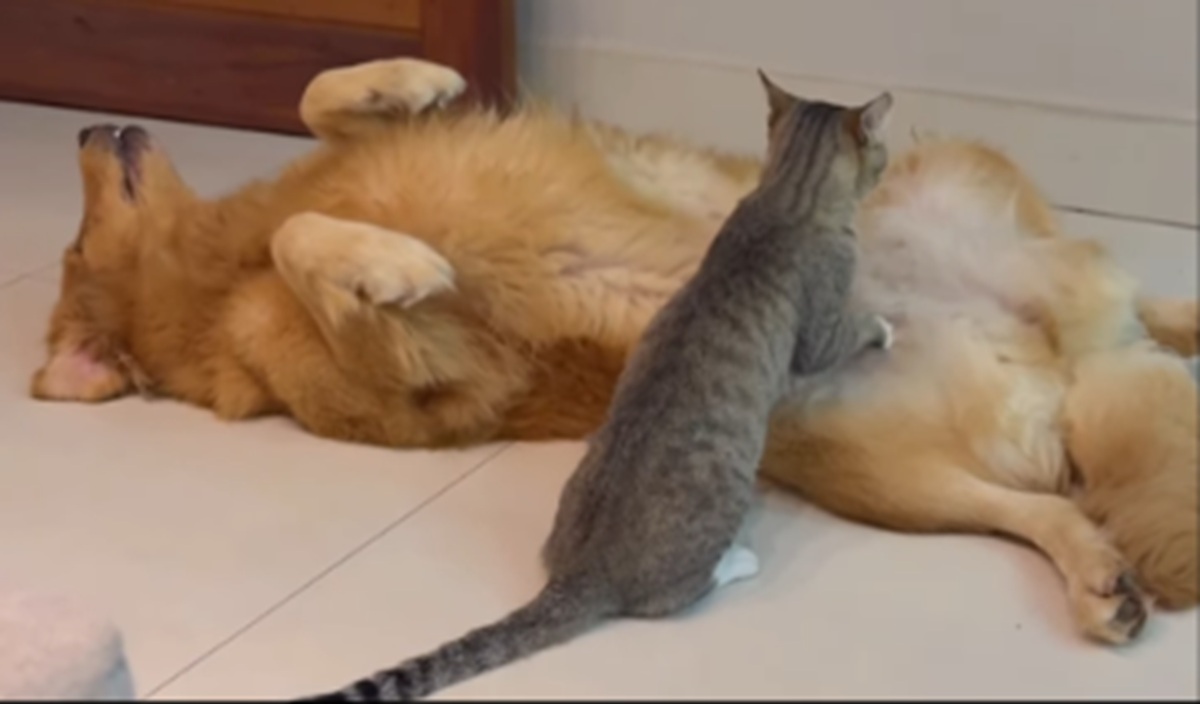 Imagem destacada do post: Gatinha de rua faz ‘massagem’ em cachorro e cena diverte a internet